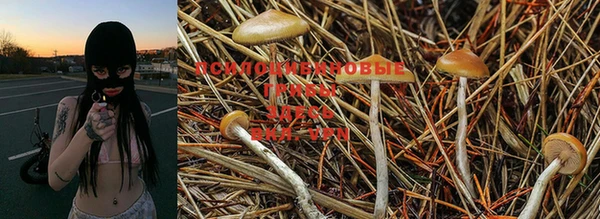 PSILOCYBIN Аркадак