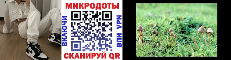 купить   Сибай  Галлюциногенные грибы Psilocybine cubensis 